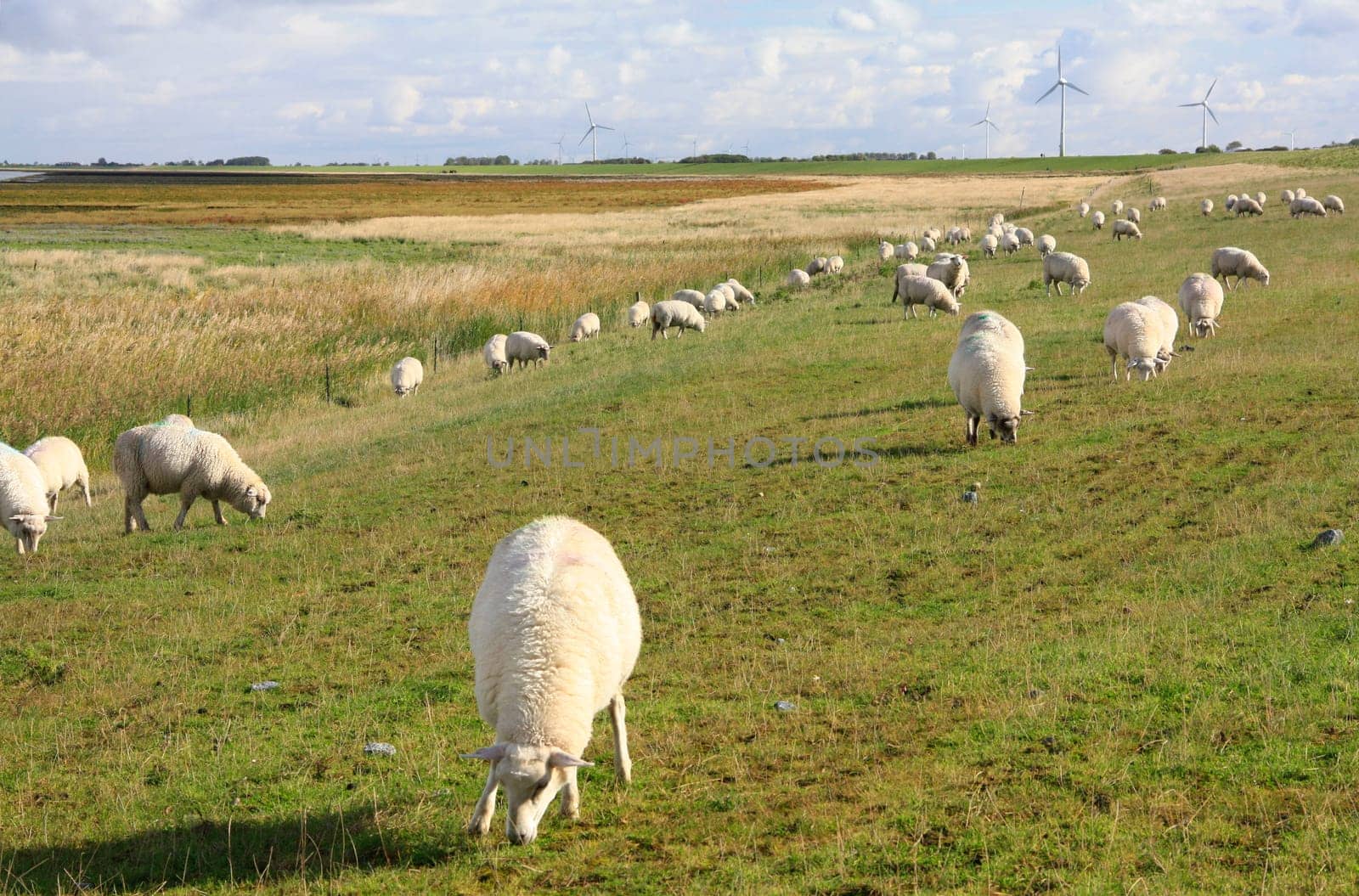 grazing sheep on a dike at the North Sea,East Frisia,Lower Saxony,Germany