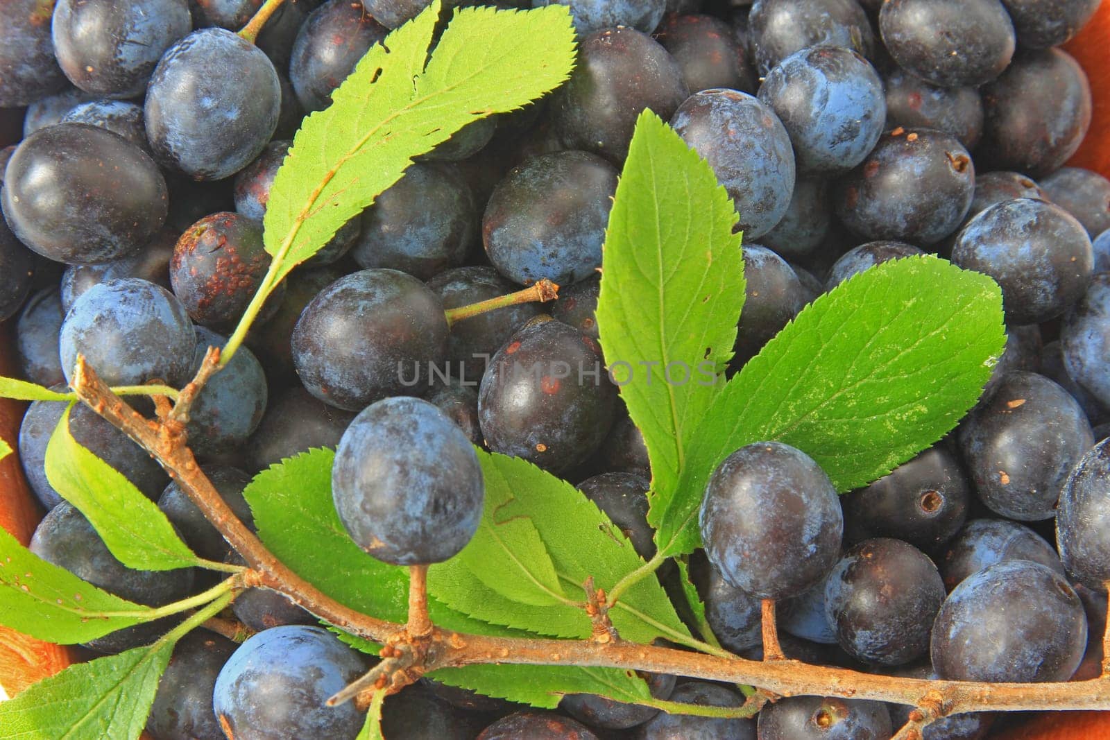 ripe sloes - fruits of blackthorn (Prunus spinosa)