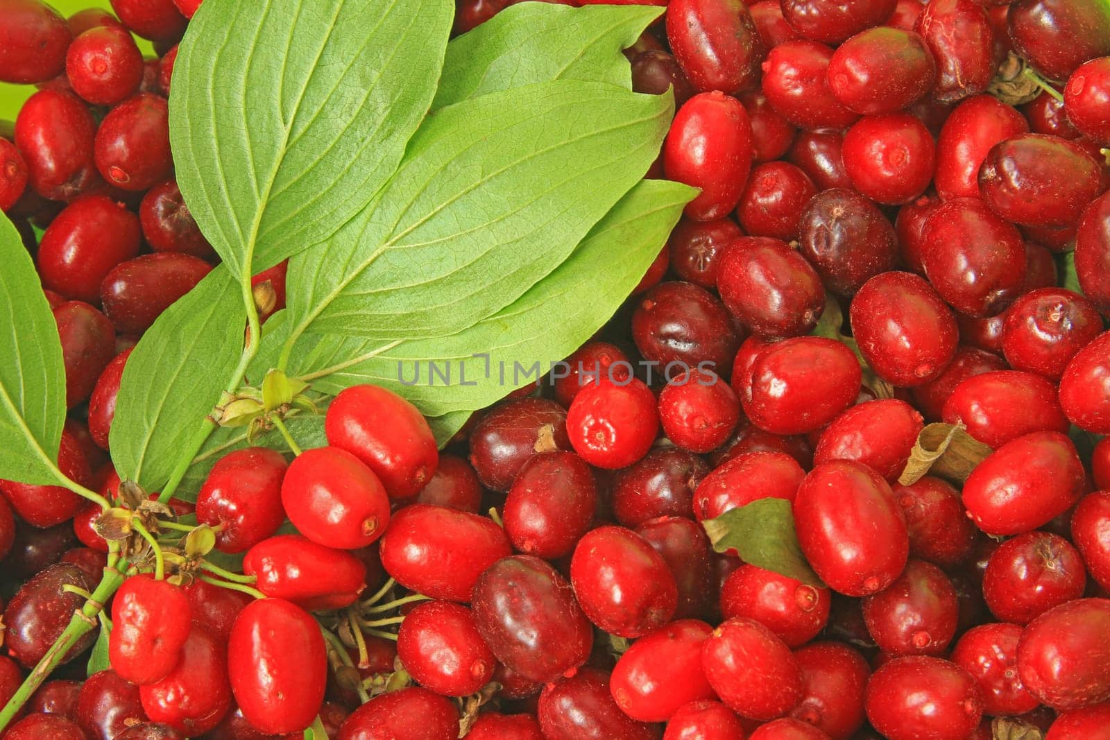 ripe fruits of cornelian cherry (Cornus mas)