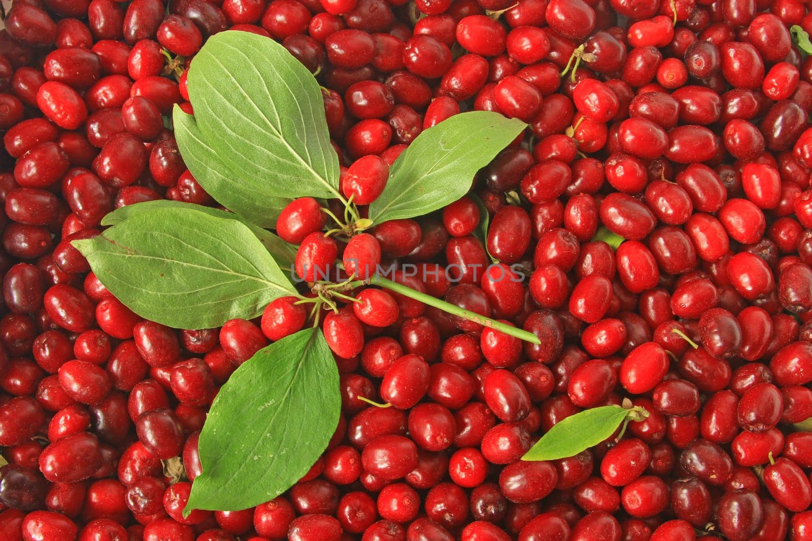 ripe fruits of cornelian cherry (Cornus mas)