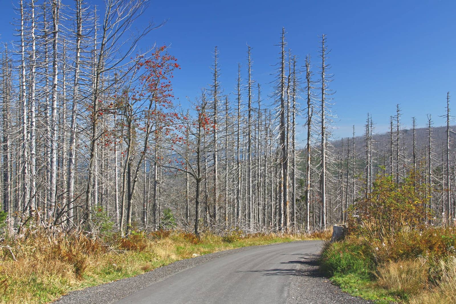 Forest dieback due to bark beetle infestation at the high forest of the Dreisesselberg on the border with the Czech Republic,Bavarian Forest / Sumava National Park,Germany/ Czech Republic