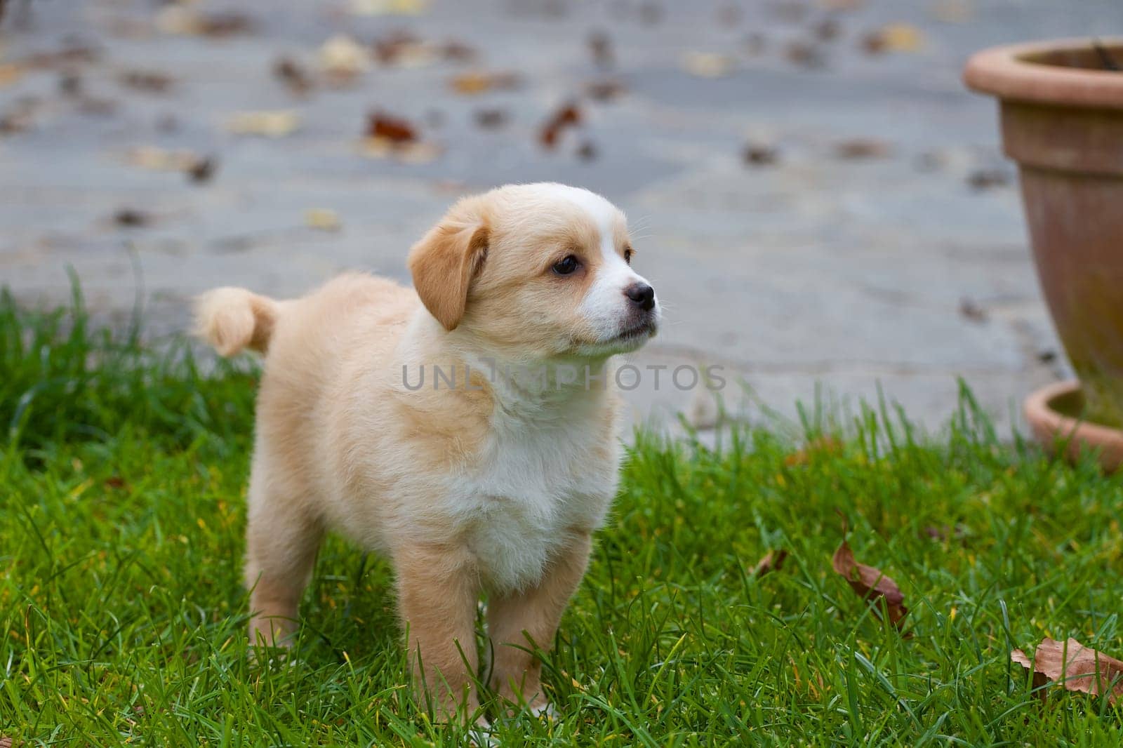 A small 7 week old mongrel puppy stands serenely in a meadow and waits.