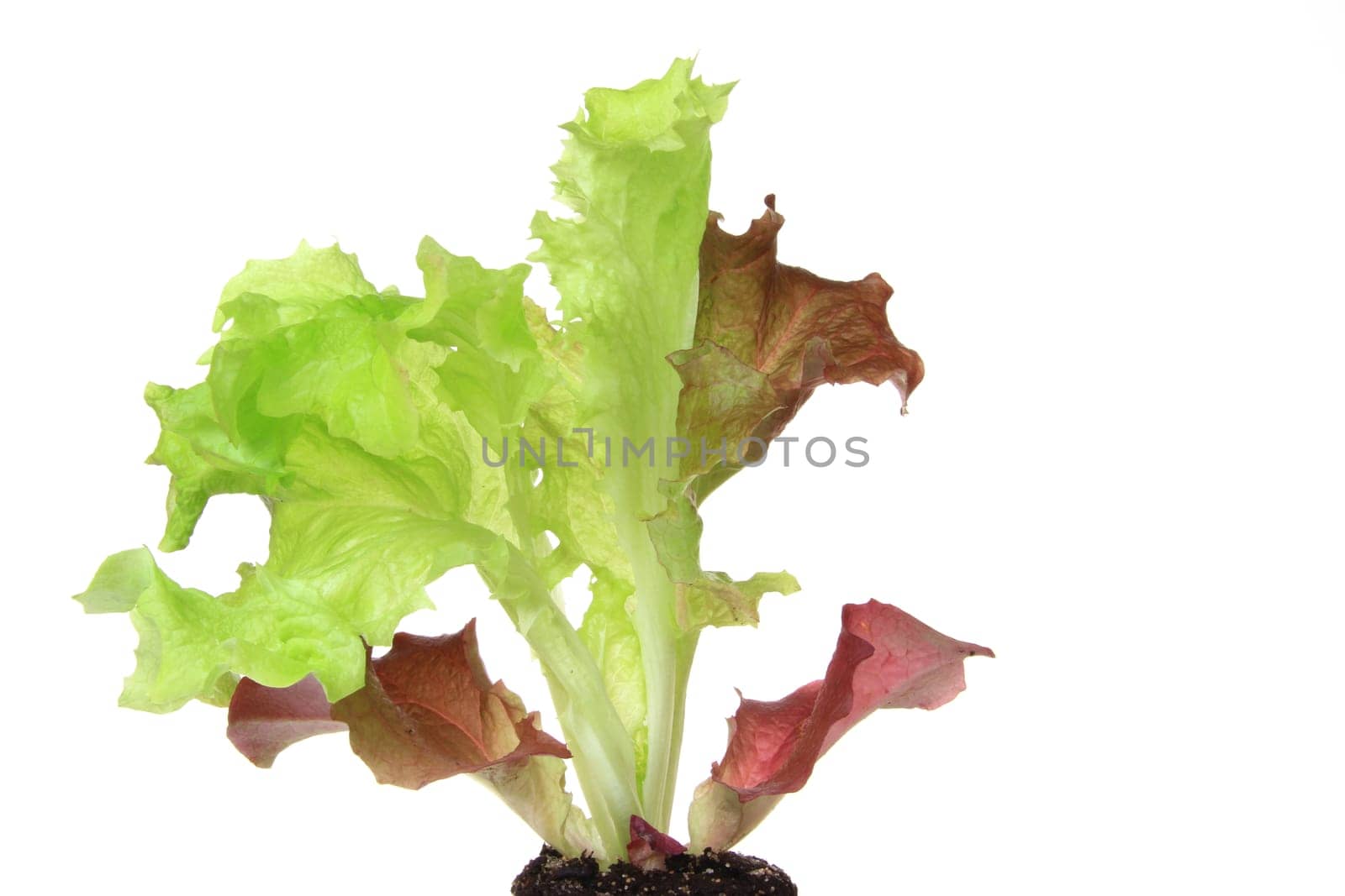Lettuce seedling of the cut lettuce variety "Lollo rosso"" (Lactuca sativa var. crispa),detached against a white background"