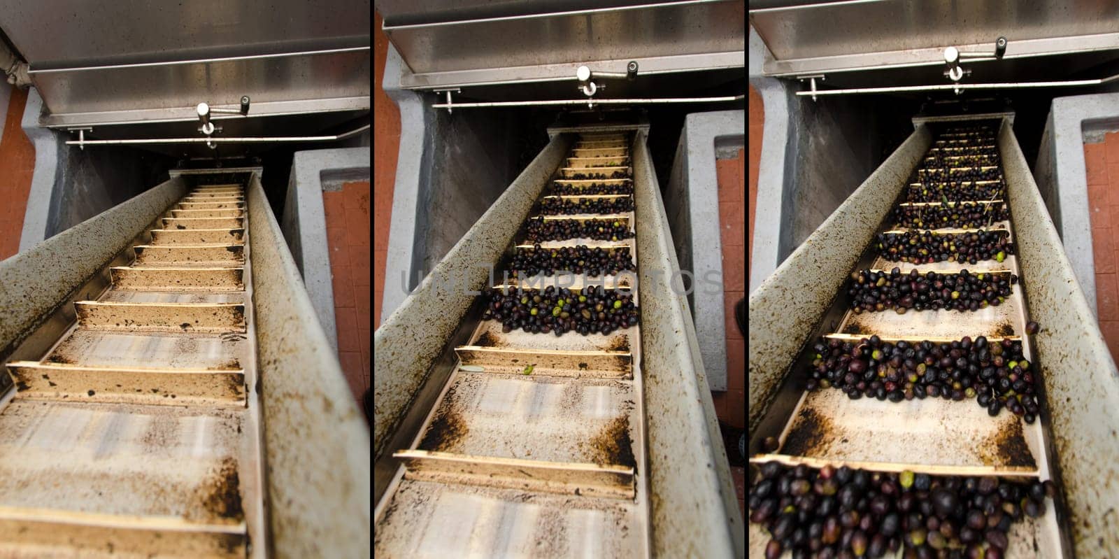 sequence of a conveyor belt of olives in a mill in Italy