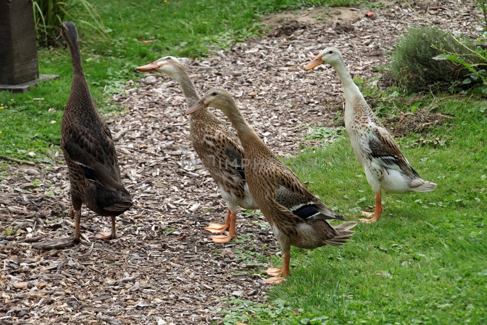 Running ducks