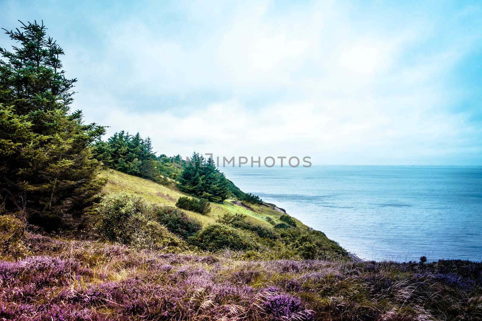 Heather fields and cloudy weatherby the ocean