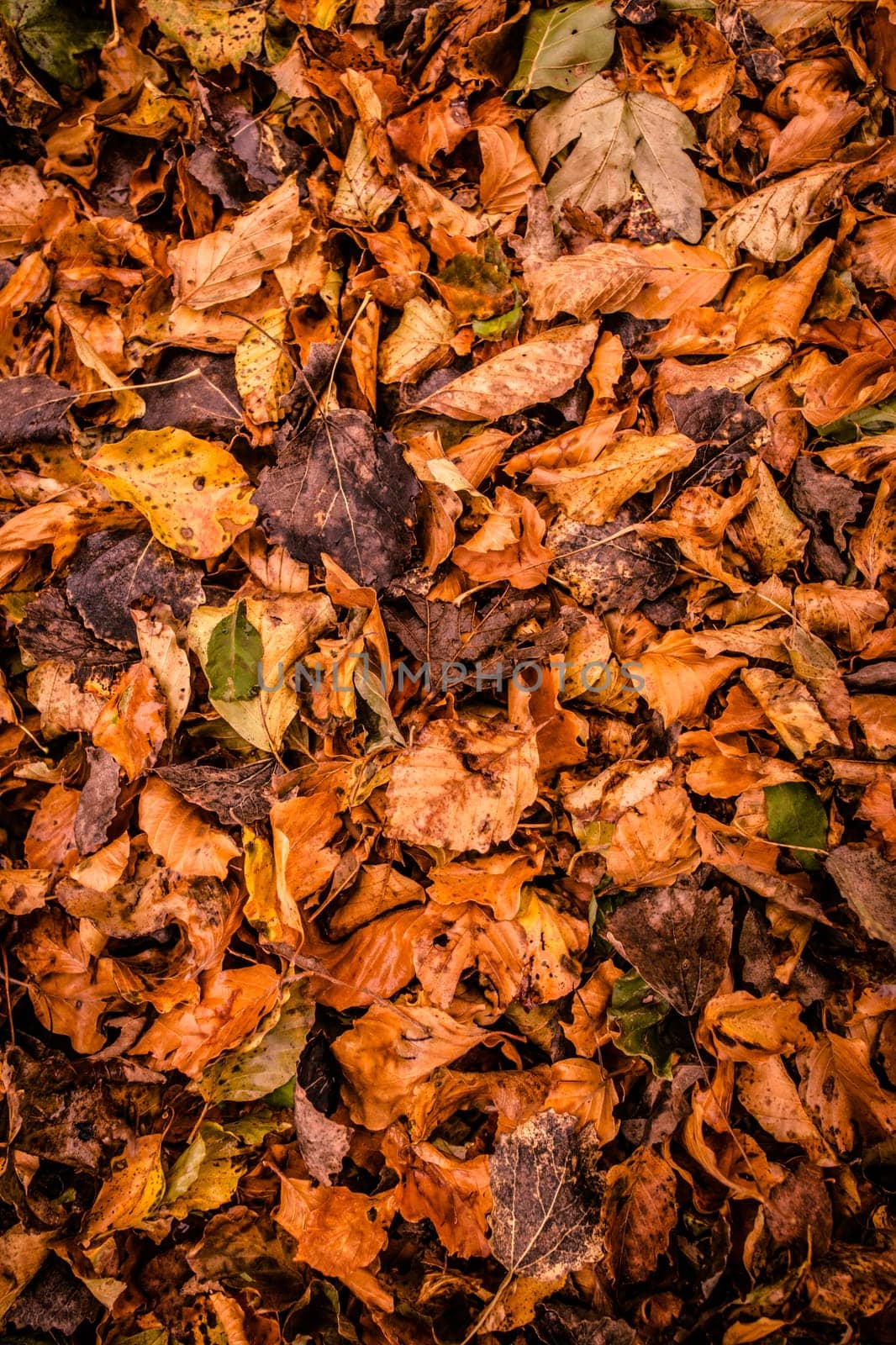 Fallen leafs on the gorund at autumn time