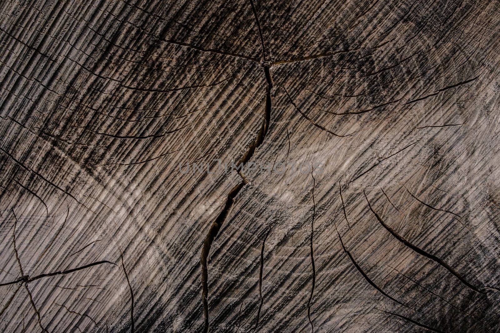 Close-up of a tree trunk pattern