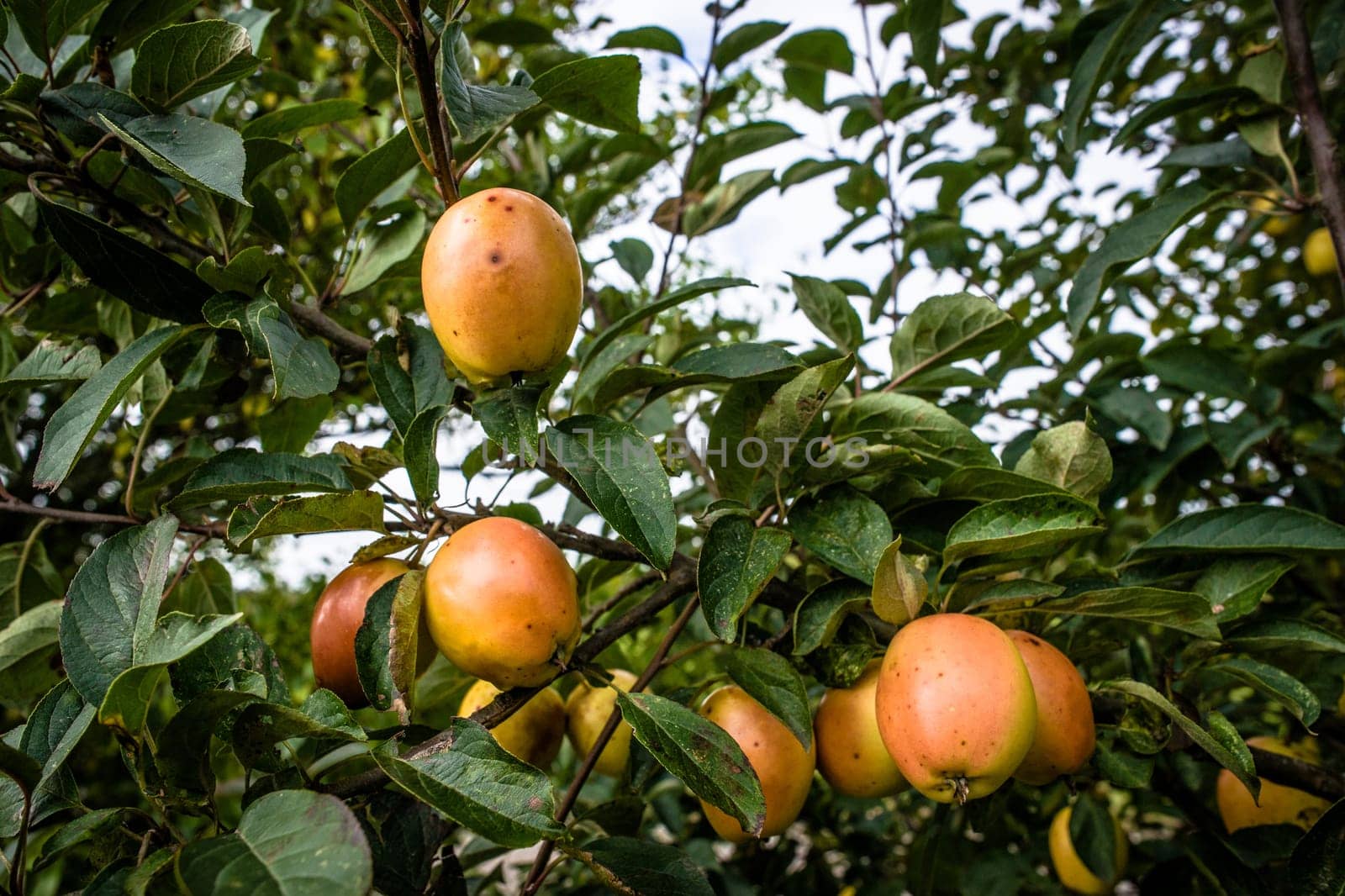 Apples haning in a tree in autumn