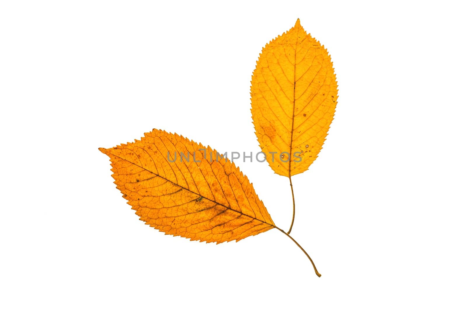 Fallen autumn leafs isolated on white