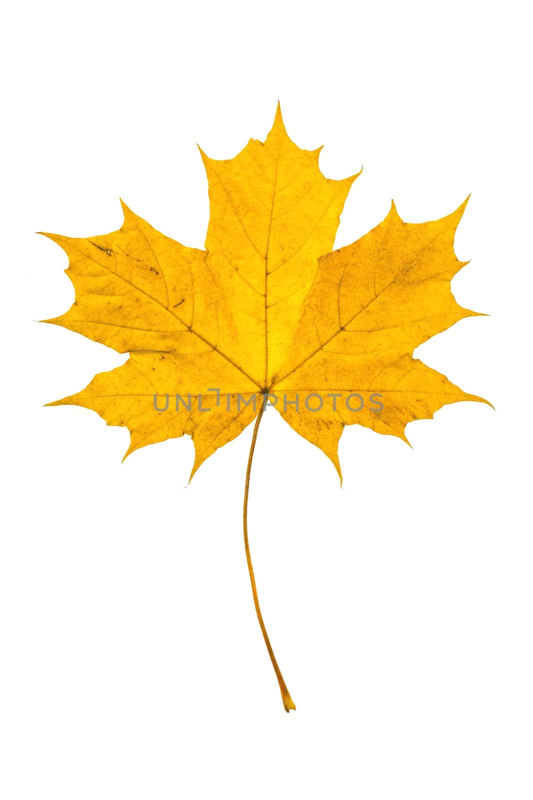 Fallen leaf in yellow colors at autumn time