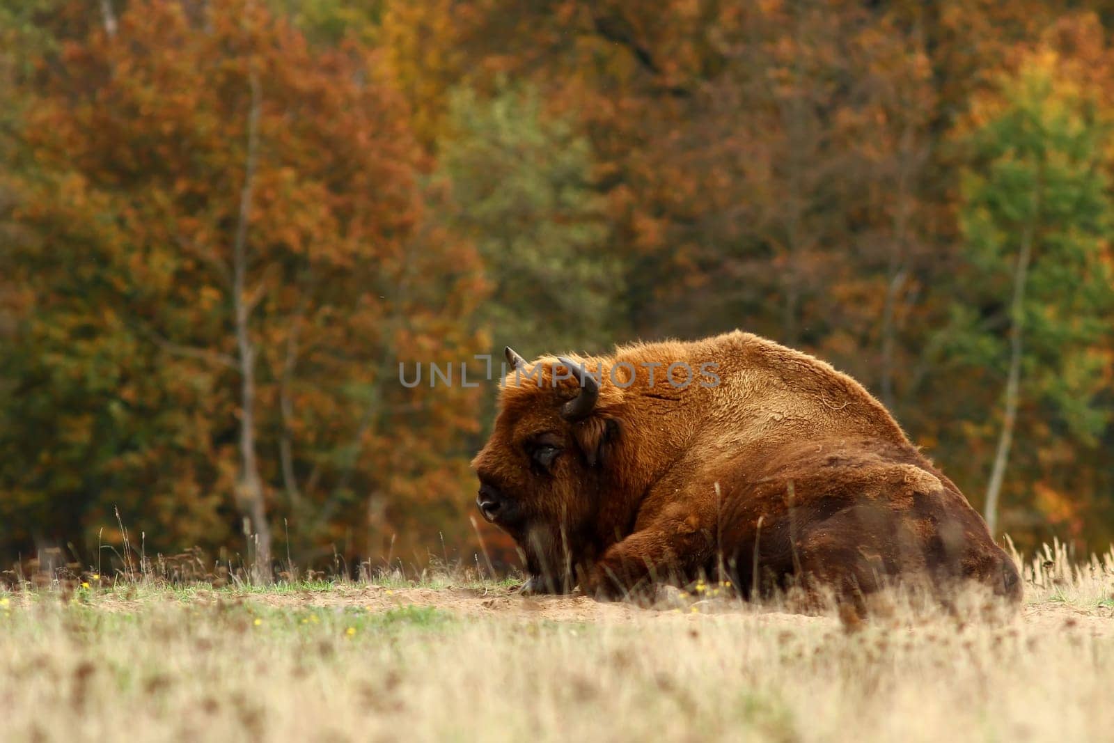 The European bison (Bison bonasus)