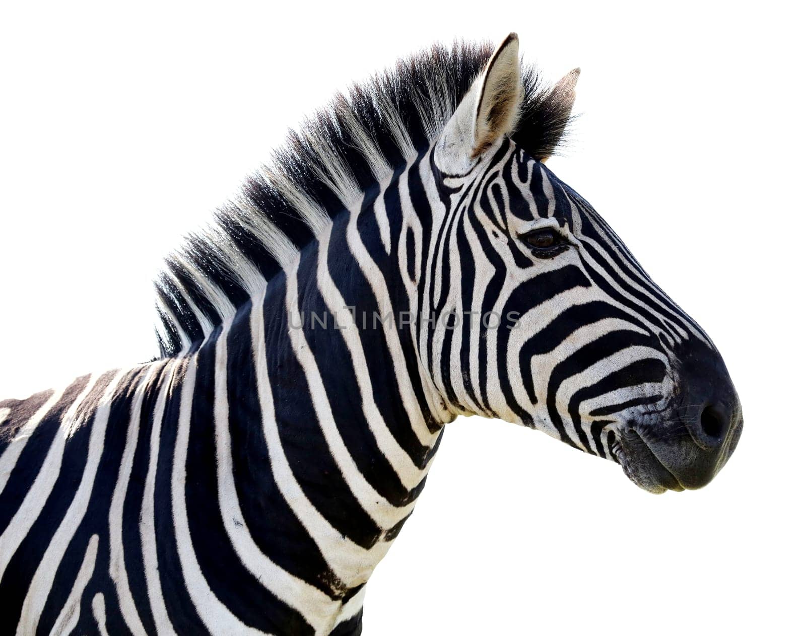 Beautiful Zebra portrait with black and white stripes - isolated