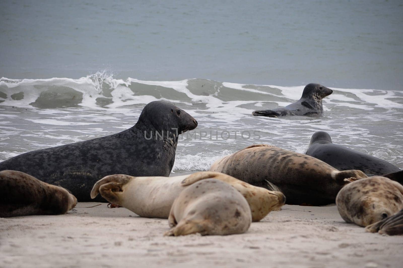 Seals