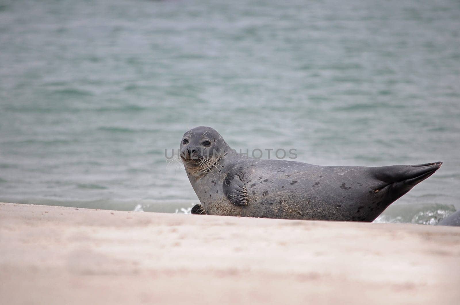 Seal