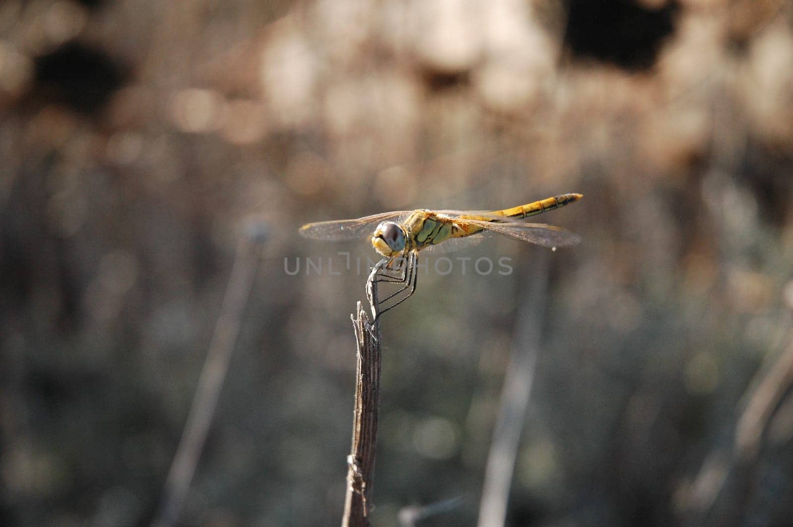 Dragonfly