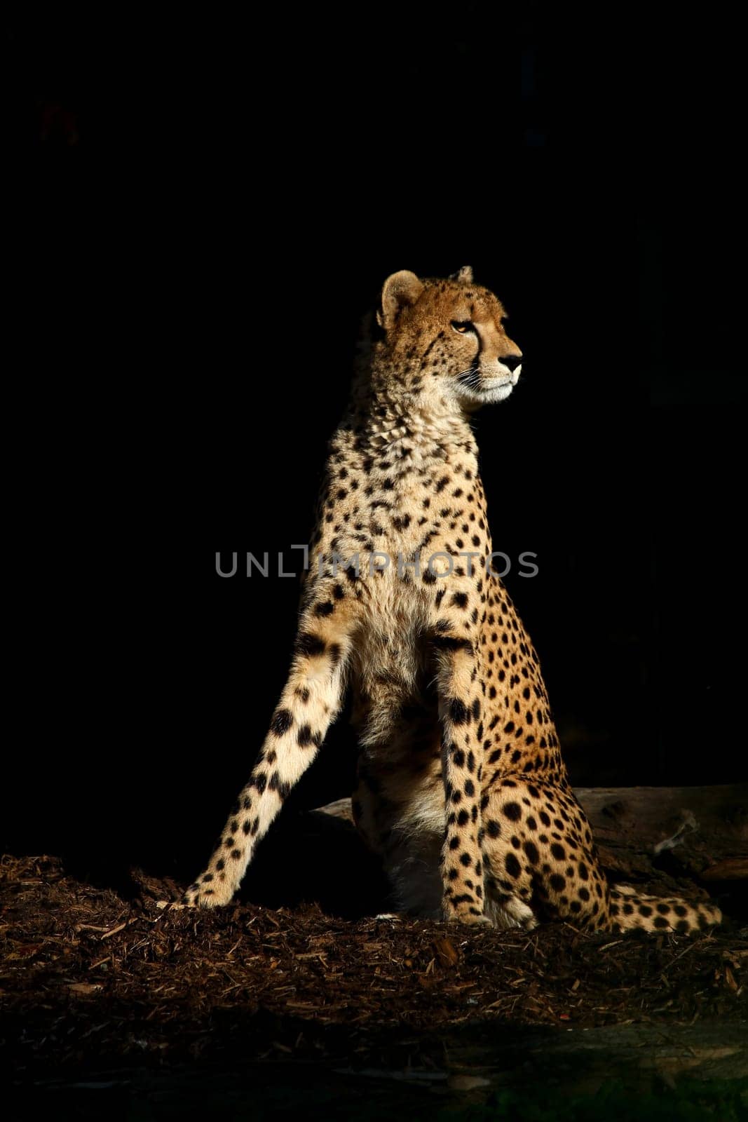 Cheetah