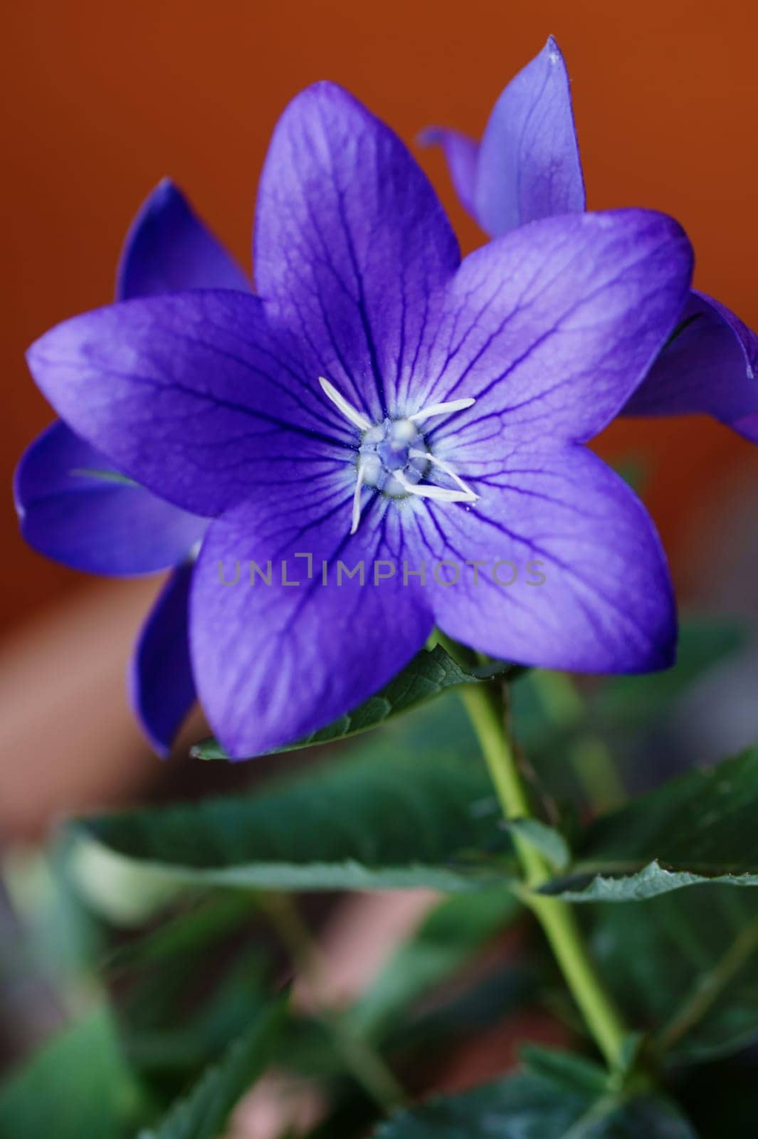 The close-up of the purple flower of a balloon flower
