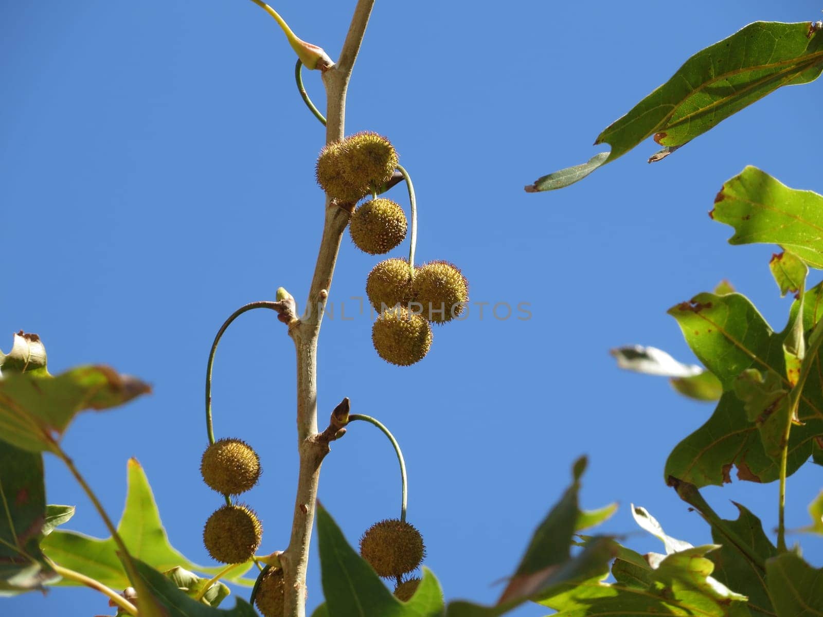 Oriental plane tree - Platanus orientalis