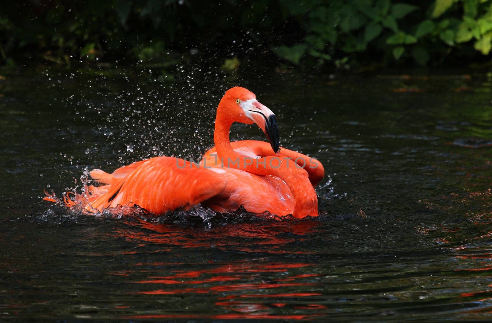 Bathing fun