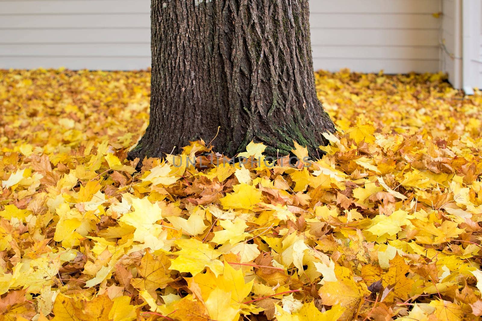 Fallen Maple Tree Leaves by Tree Trunk Piled Up on Backyard Ground in Autumn Background