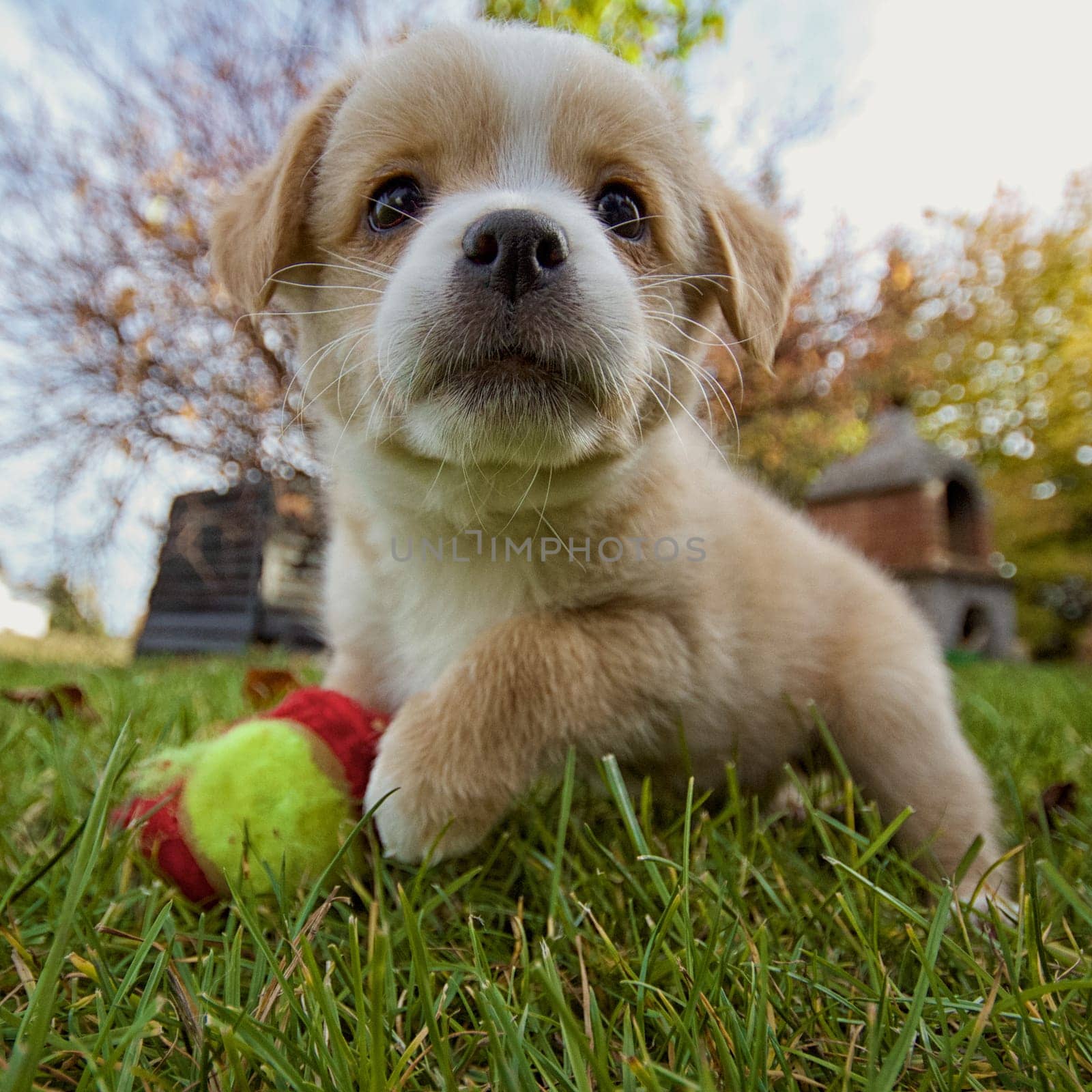 A small puppy in the grass with his ball,taken with an extreme wide angle.