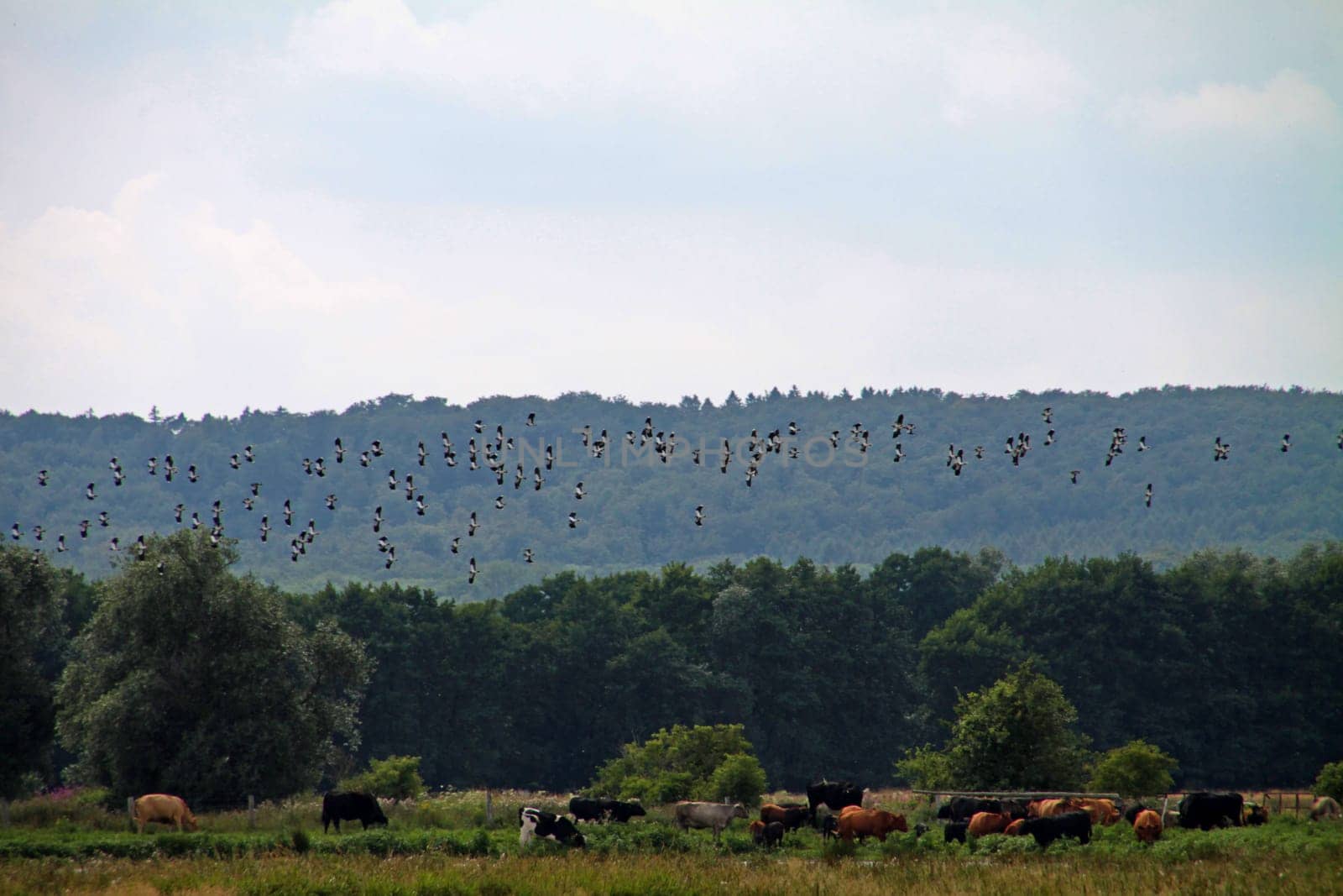 Swarm of kibites above the waterfall of the Steinhuder Meer