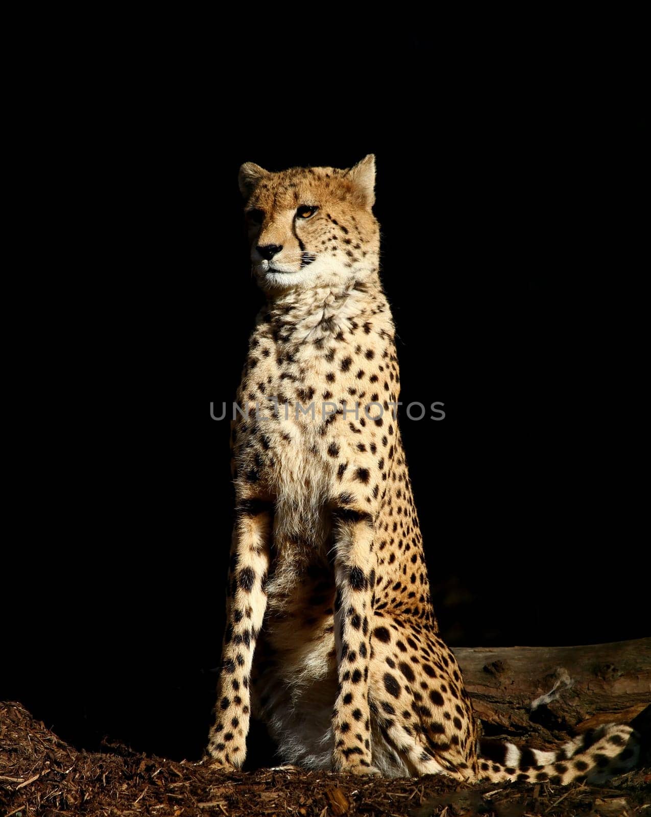 Cheetah