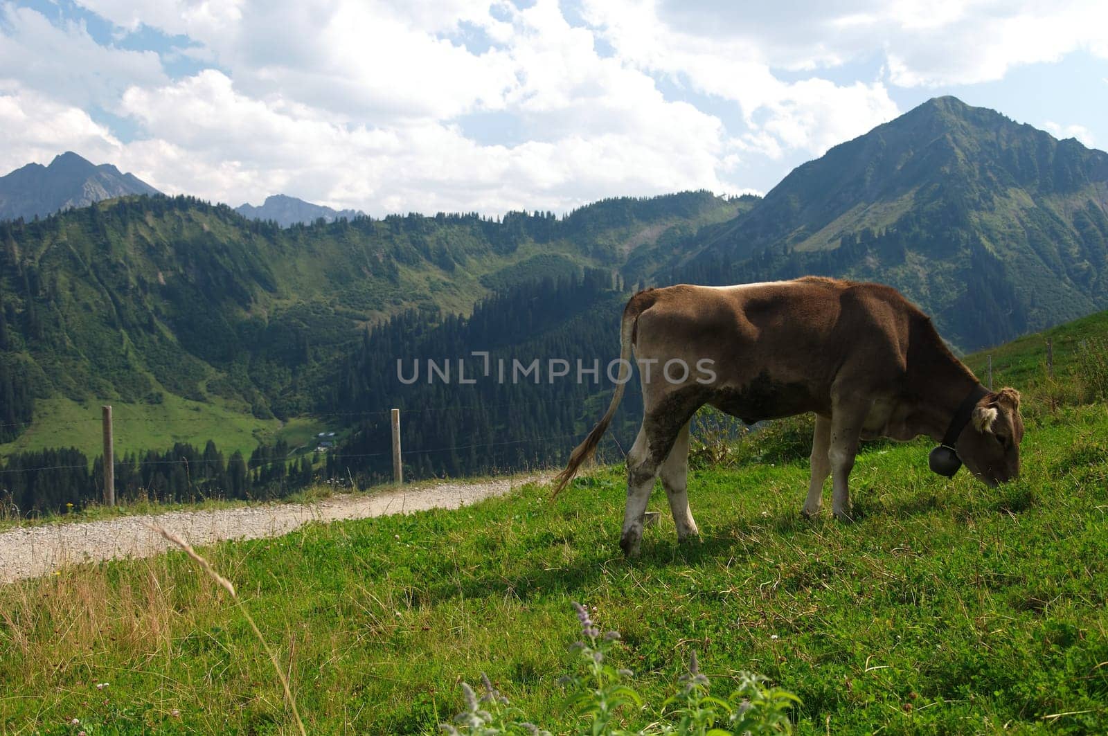 View of the mountains with a cow in the foreground