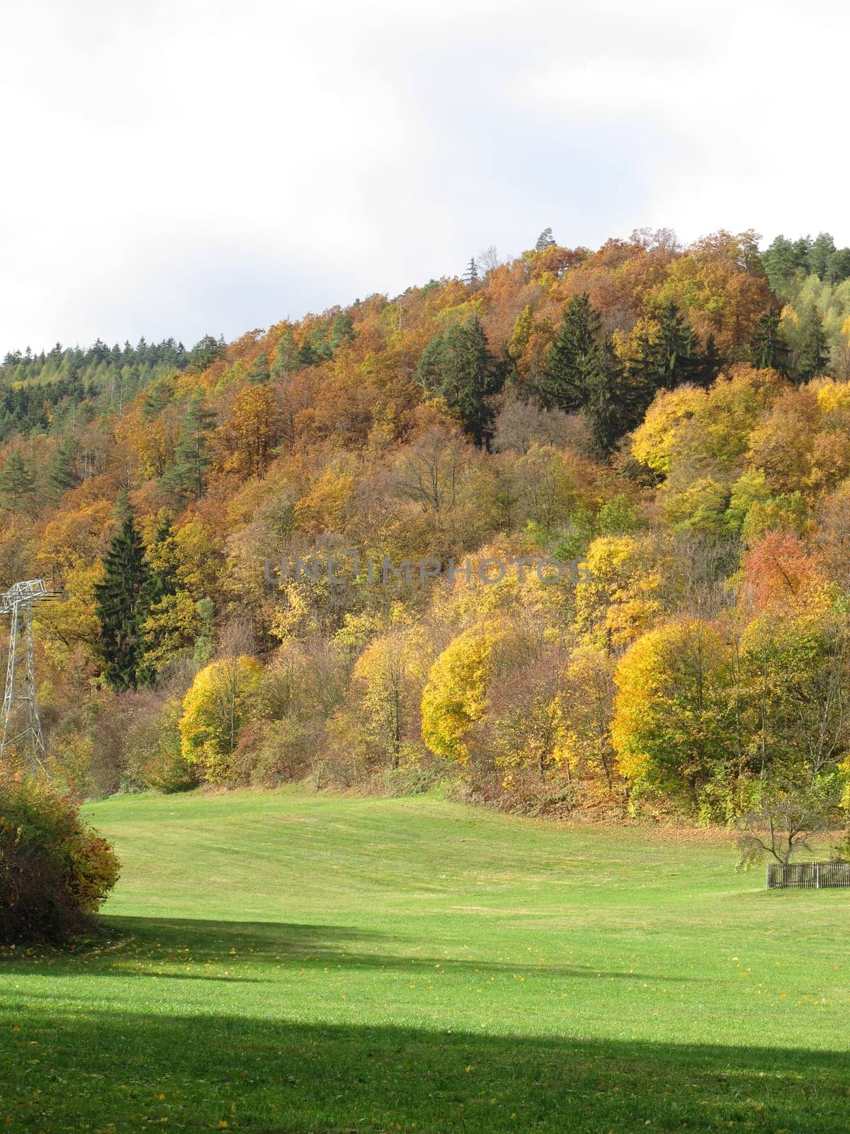 Autumn forest