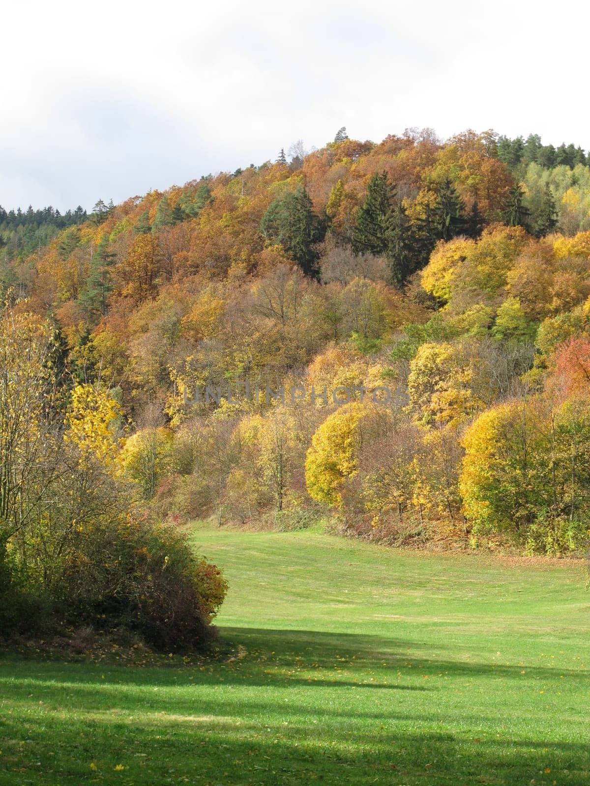 Autumn forest