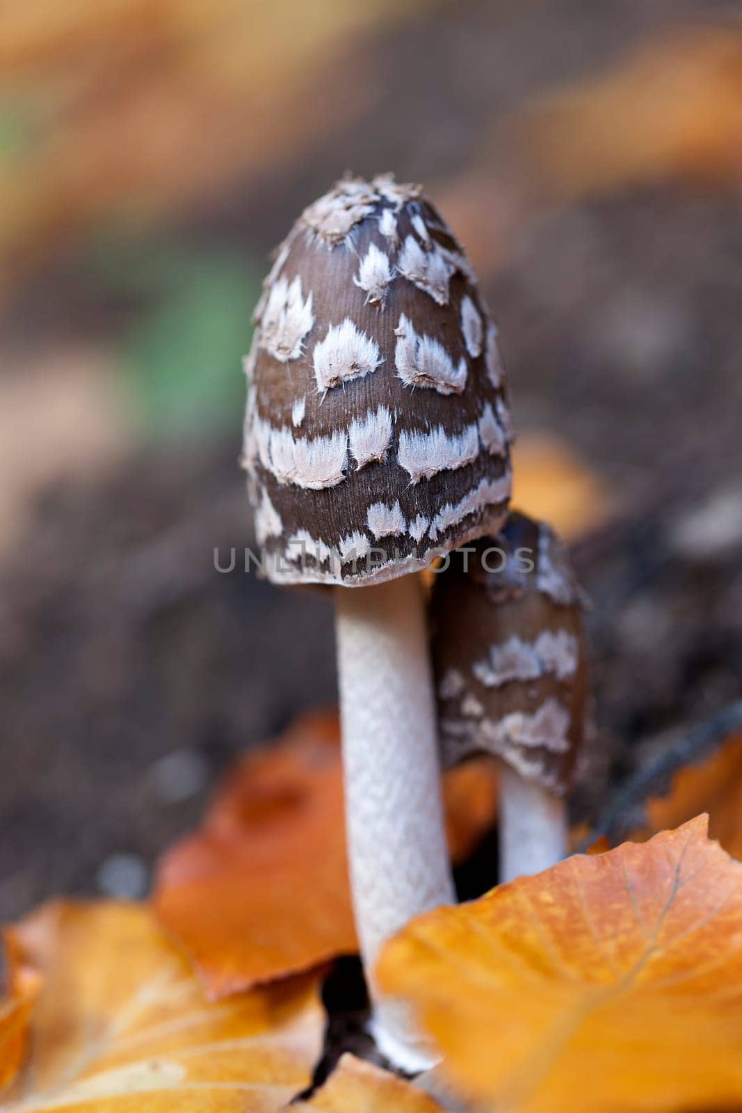 Woodpecker inklets - Coprinopsis picacea in a macro image