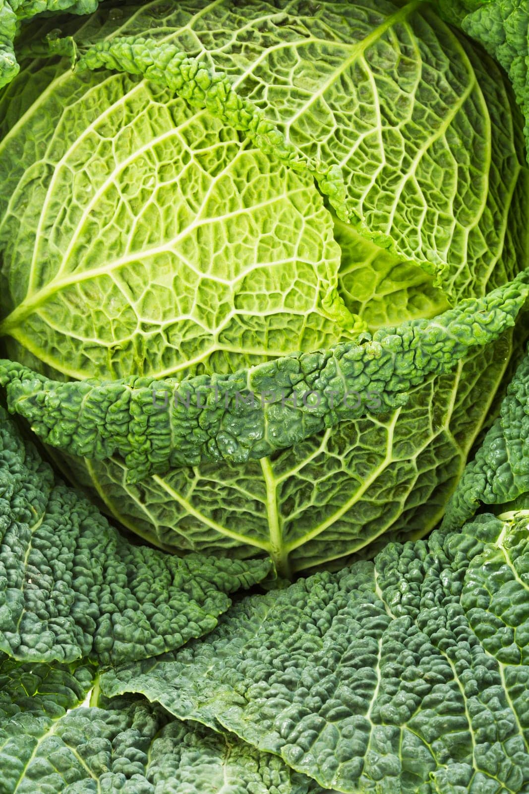 Savoy cabbage