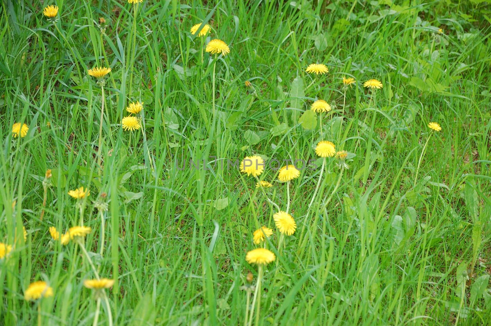 Blooming Dandelion in garden