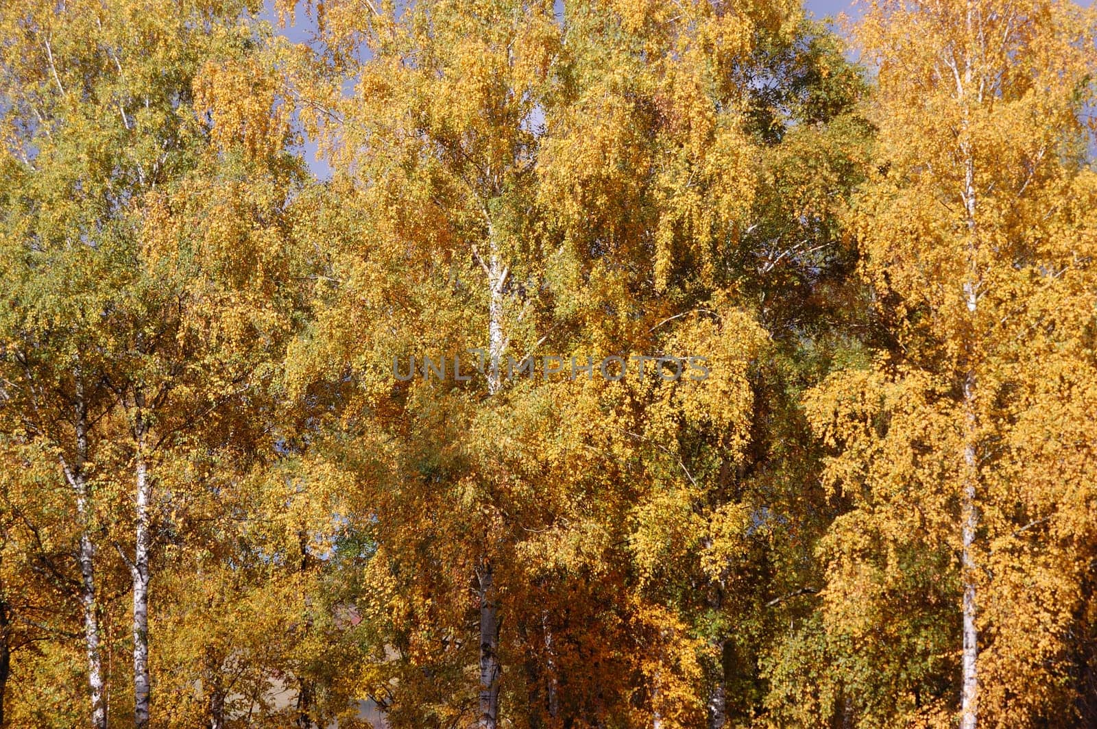 View of Autumn Birch Trees