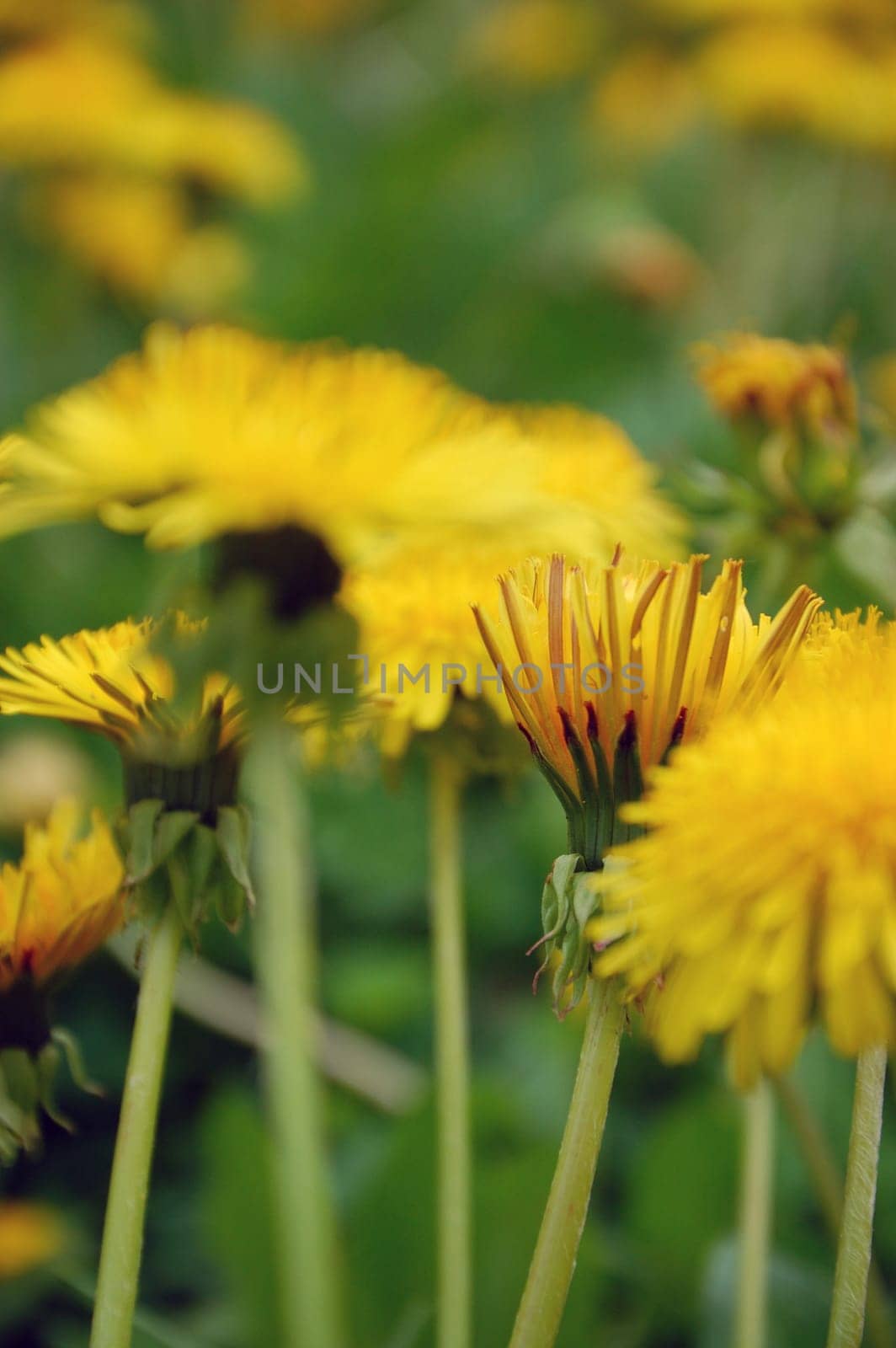 Blooming Dandelion in garden
