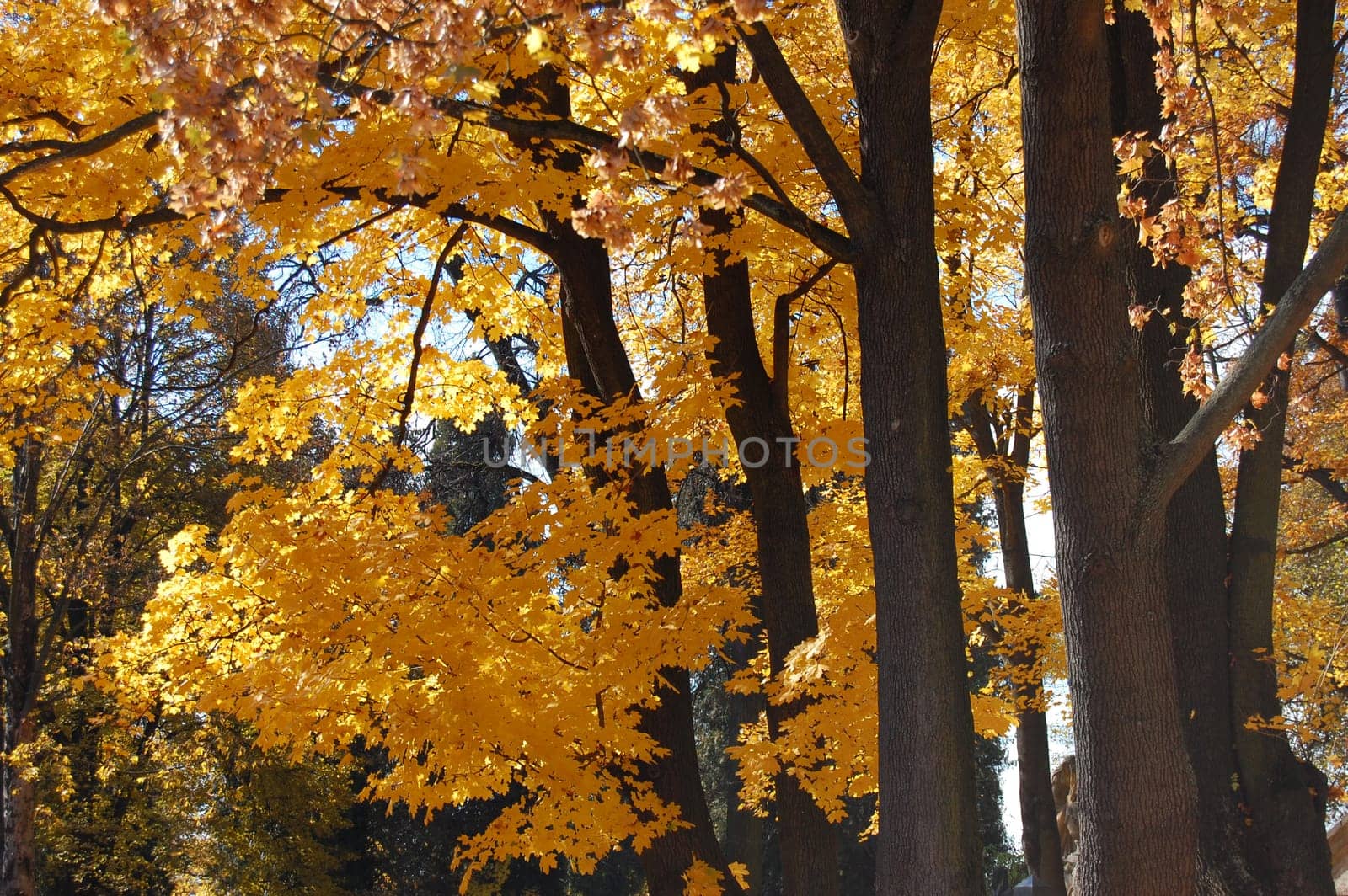 View of autumn trees in park