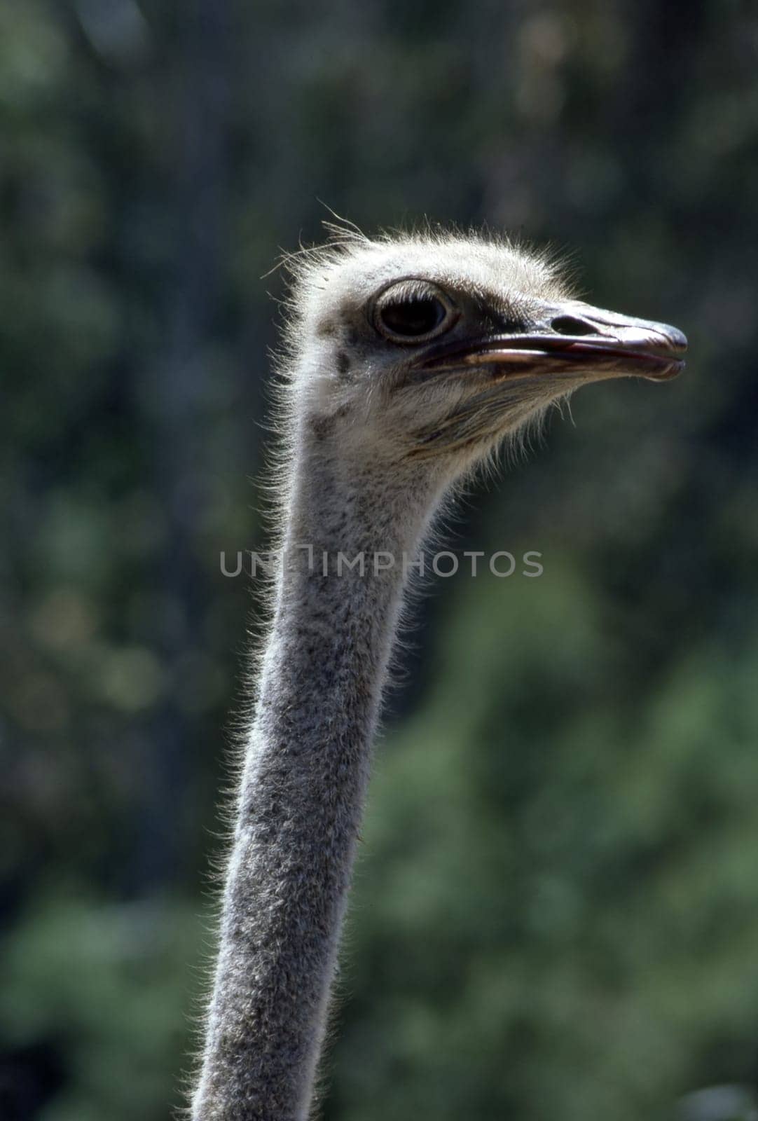 Close up of a Ostrich