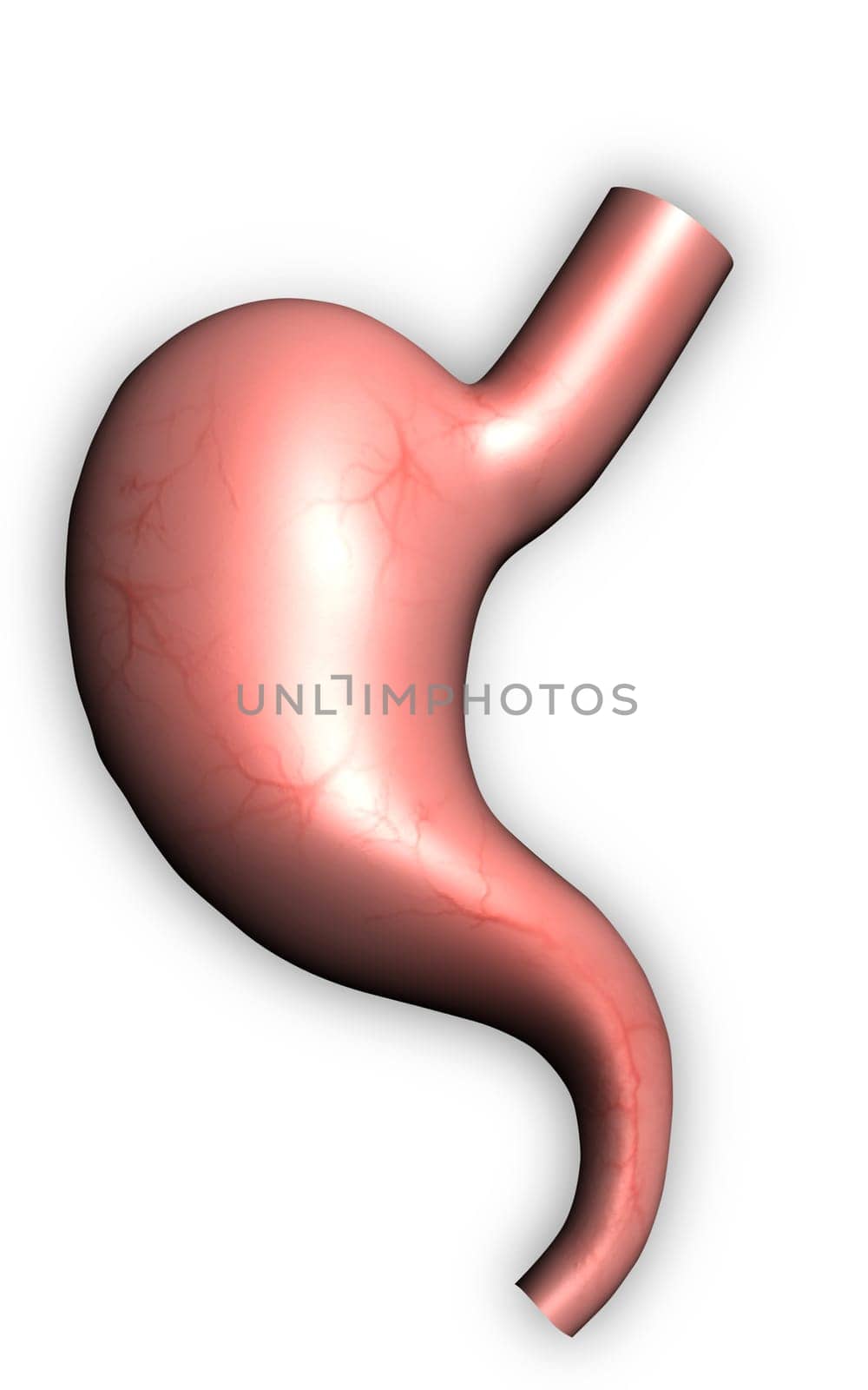 Digital illustration of stomach in colour background