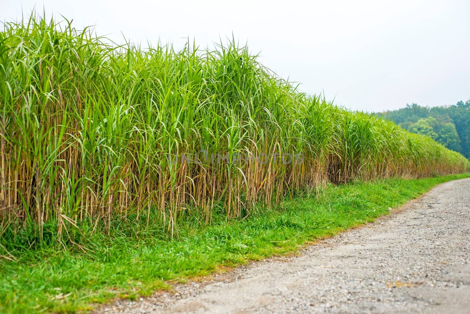 Chinese reeds,elephant grass,miscanthus