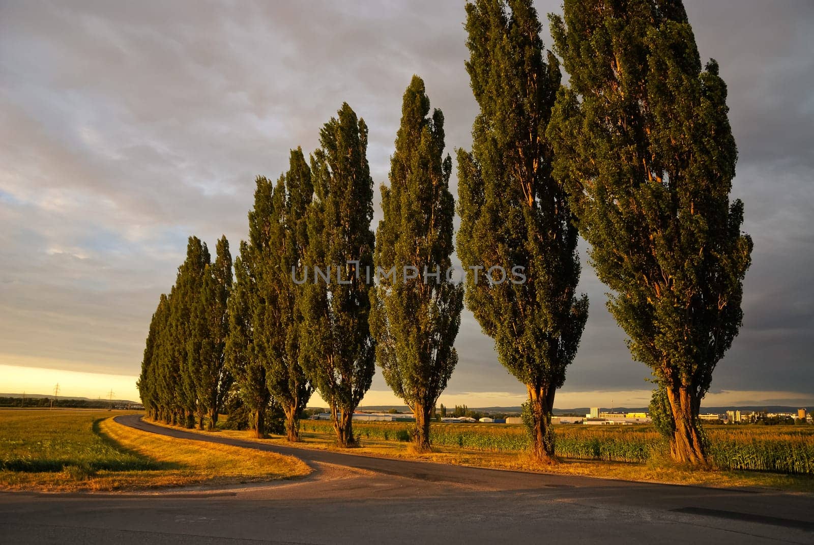 Avenue of trees next to the street