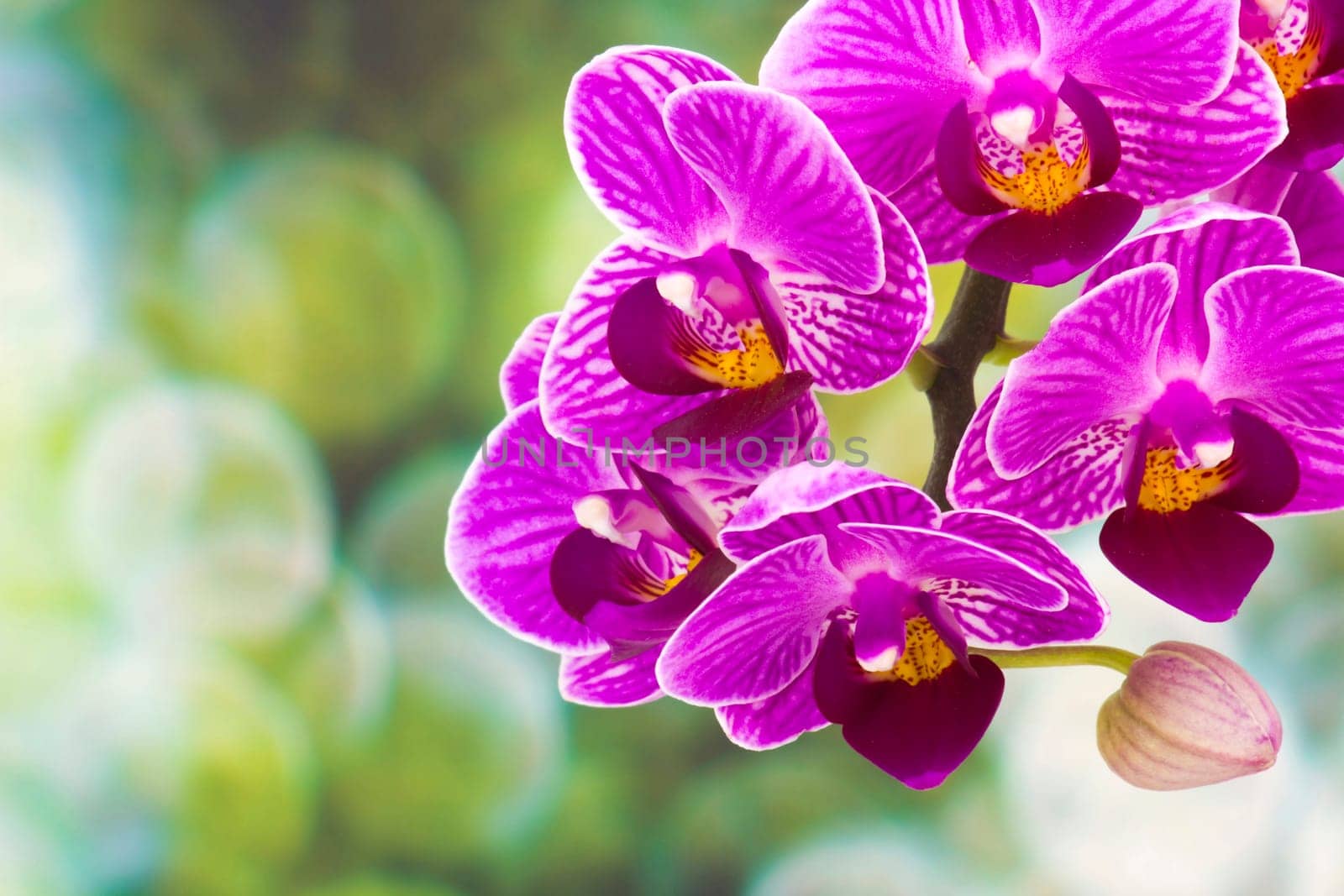 Beautiful pink orchid  - phalaenopsis