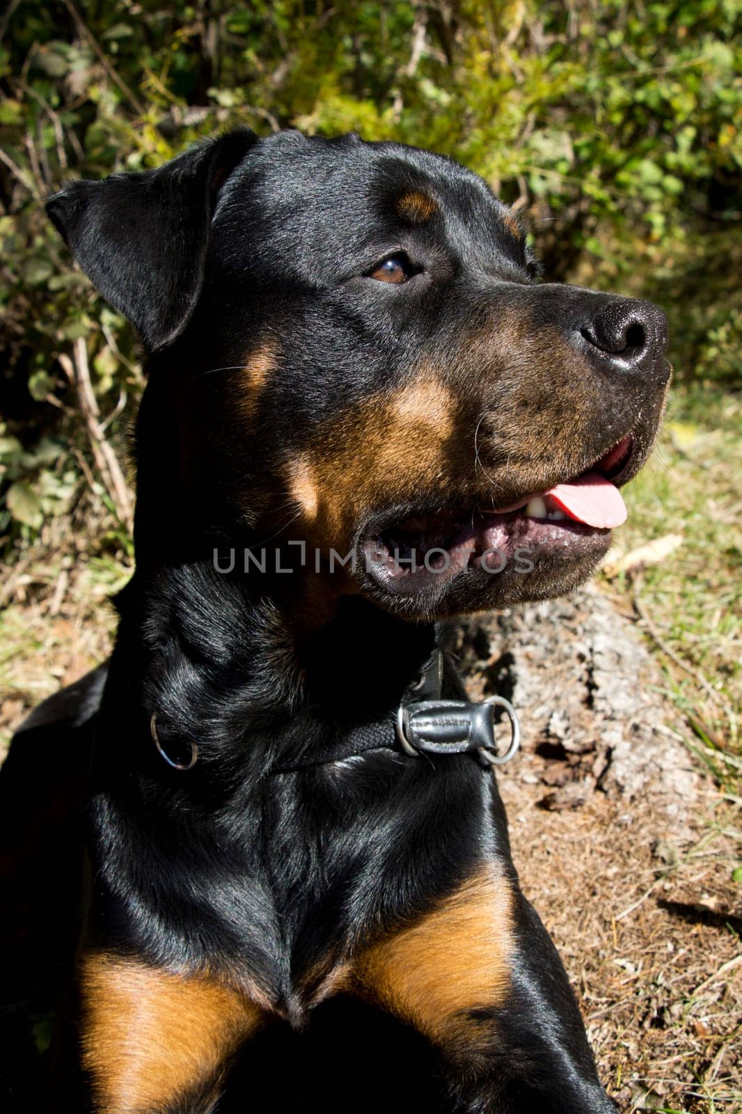 Rottweiler