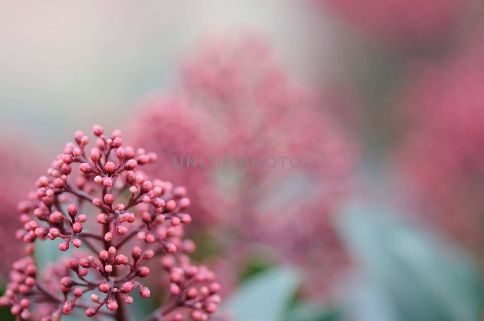 Flower skimmia