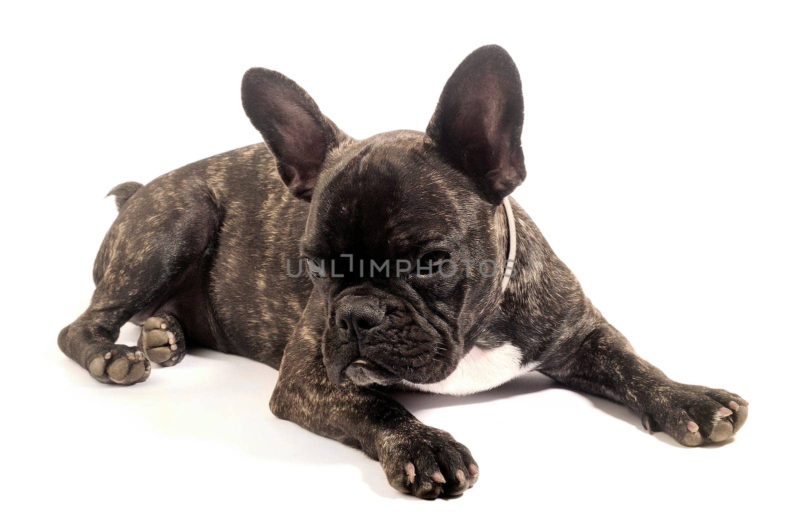 French bulldog on white background in studio