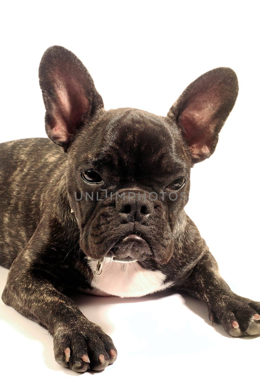 French bulldog on white background in studio