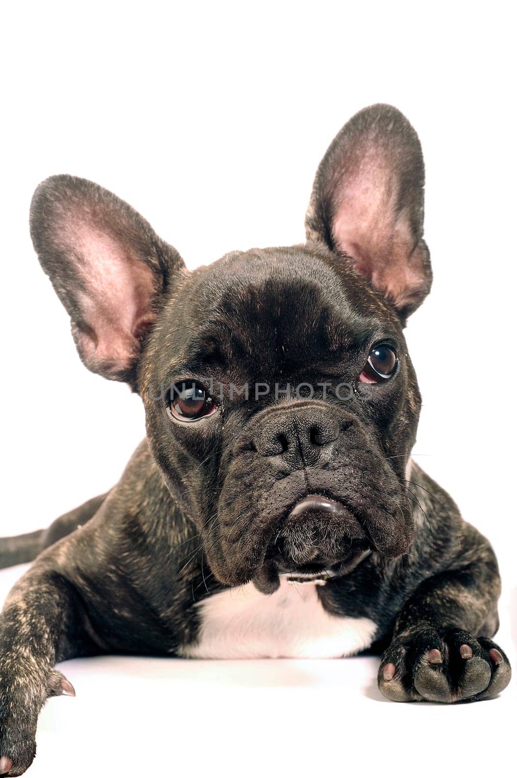 French bulldog on white background in studio