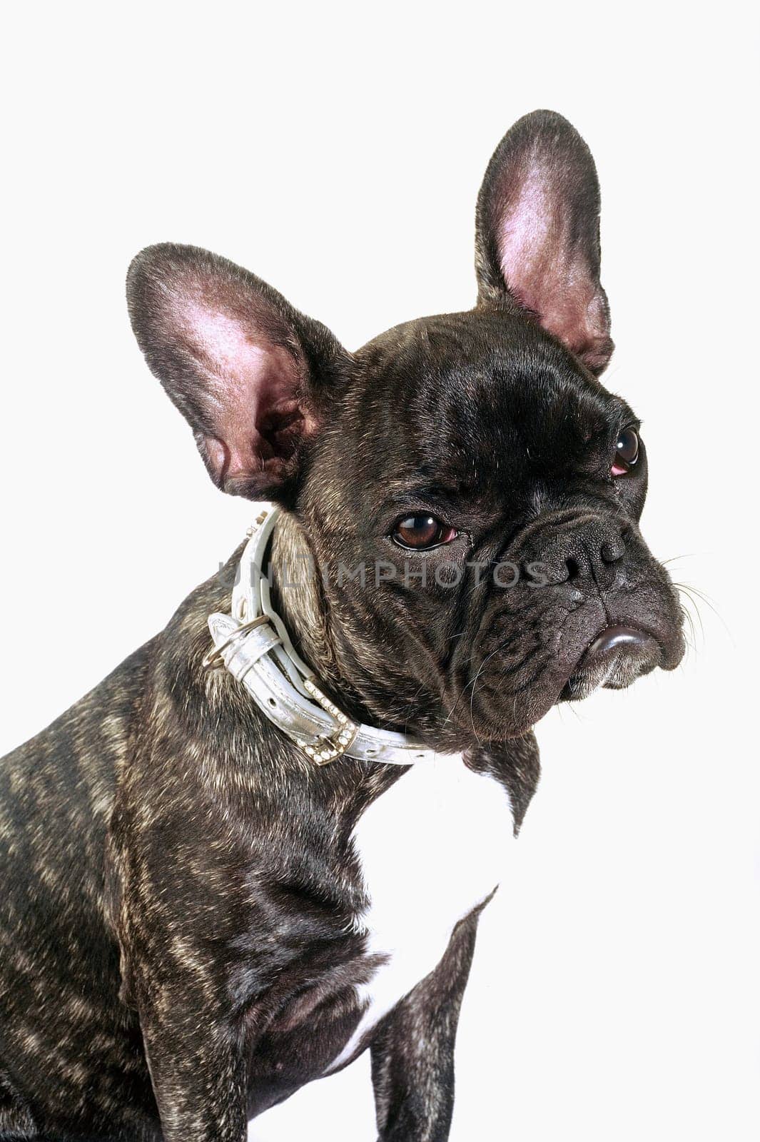 French bulldog on white background in studio