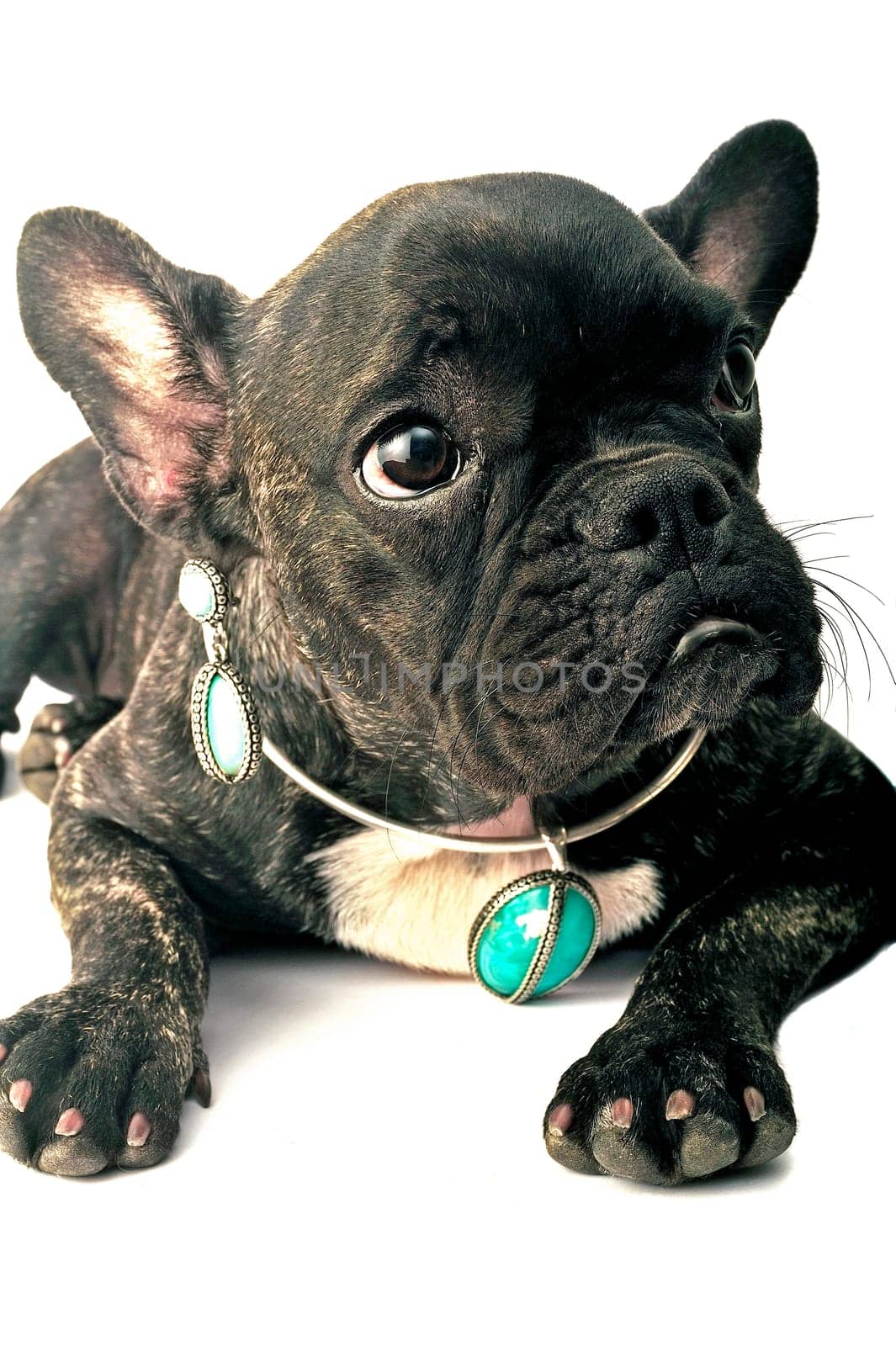 French bulldog on white background in studio