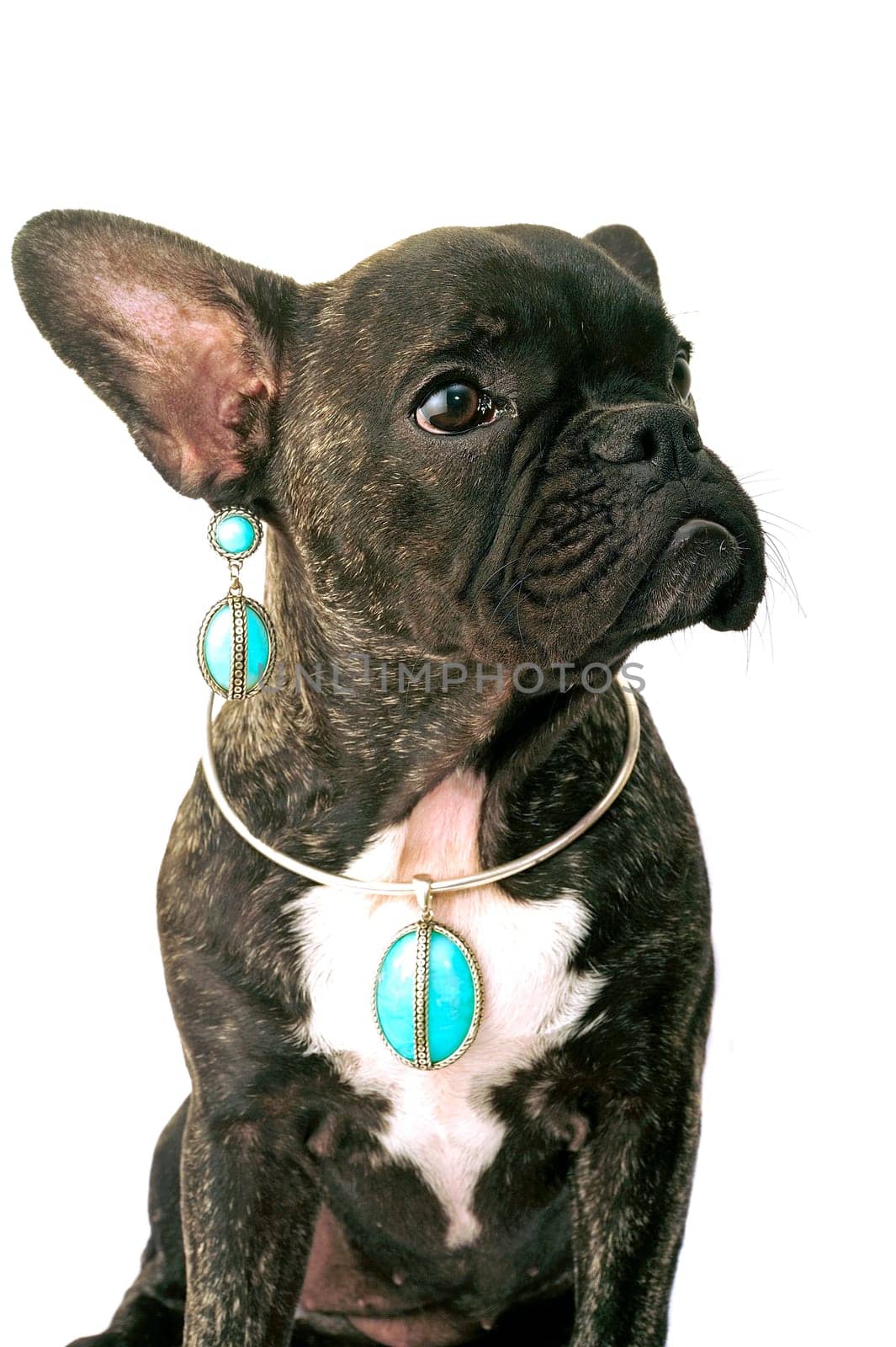 French bulldog on white background in studio